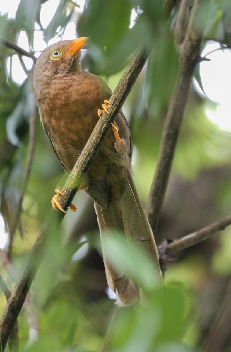 Orange-billed Babbler - ML647125954