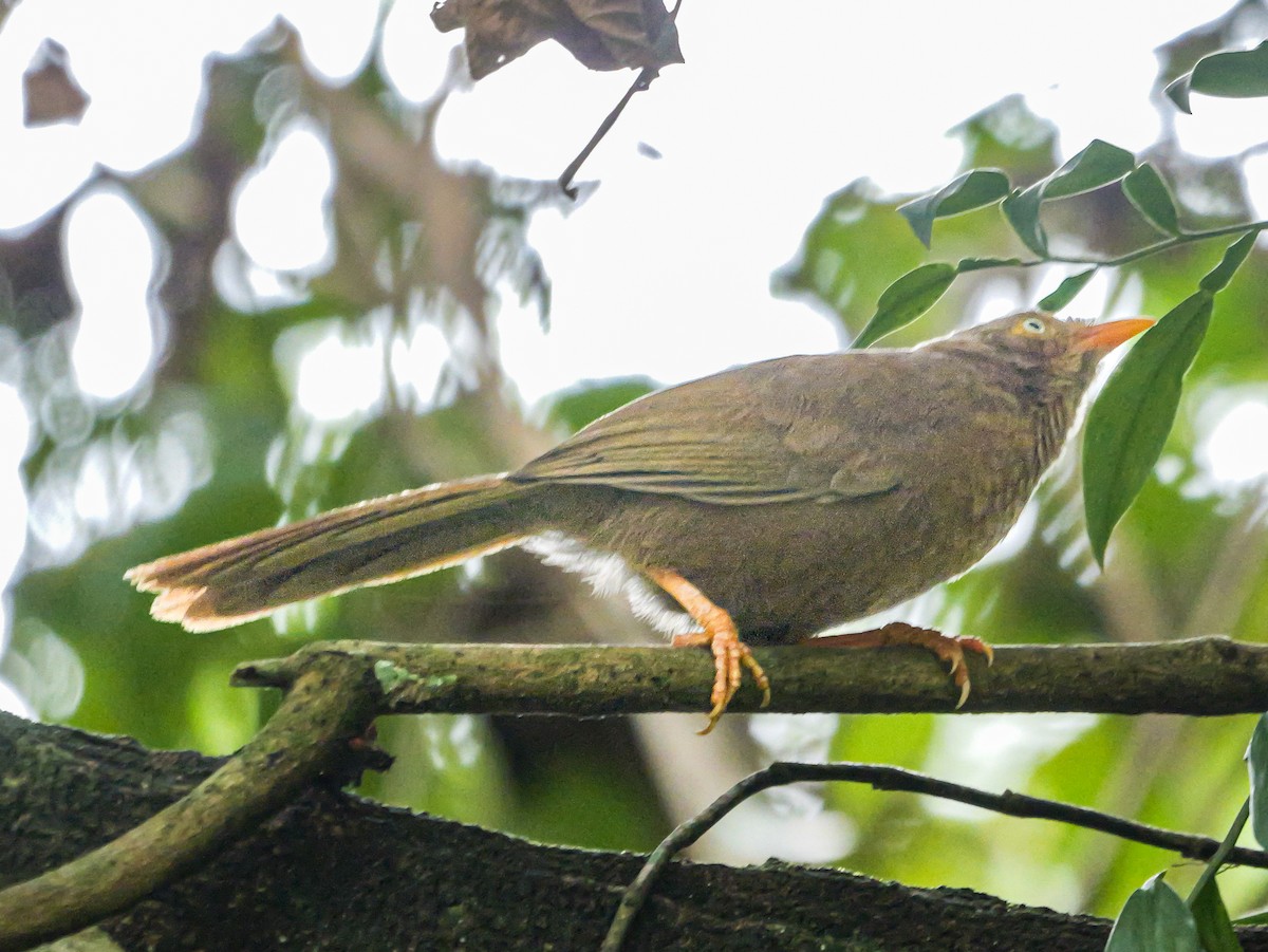 Orange-billed Babbler - ML647125955