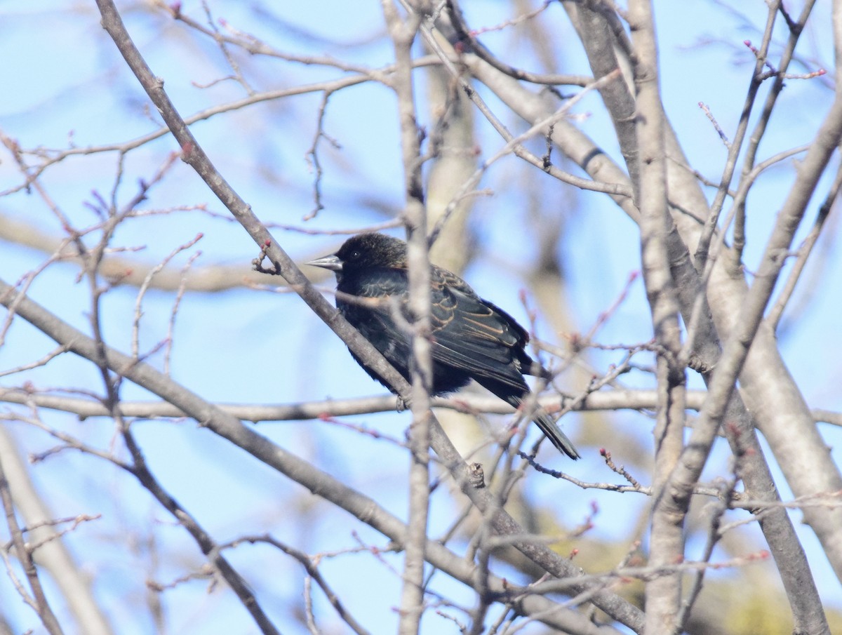Red-winged Blackbird - ML647125962