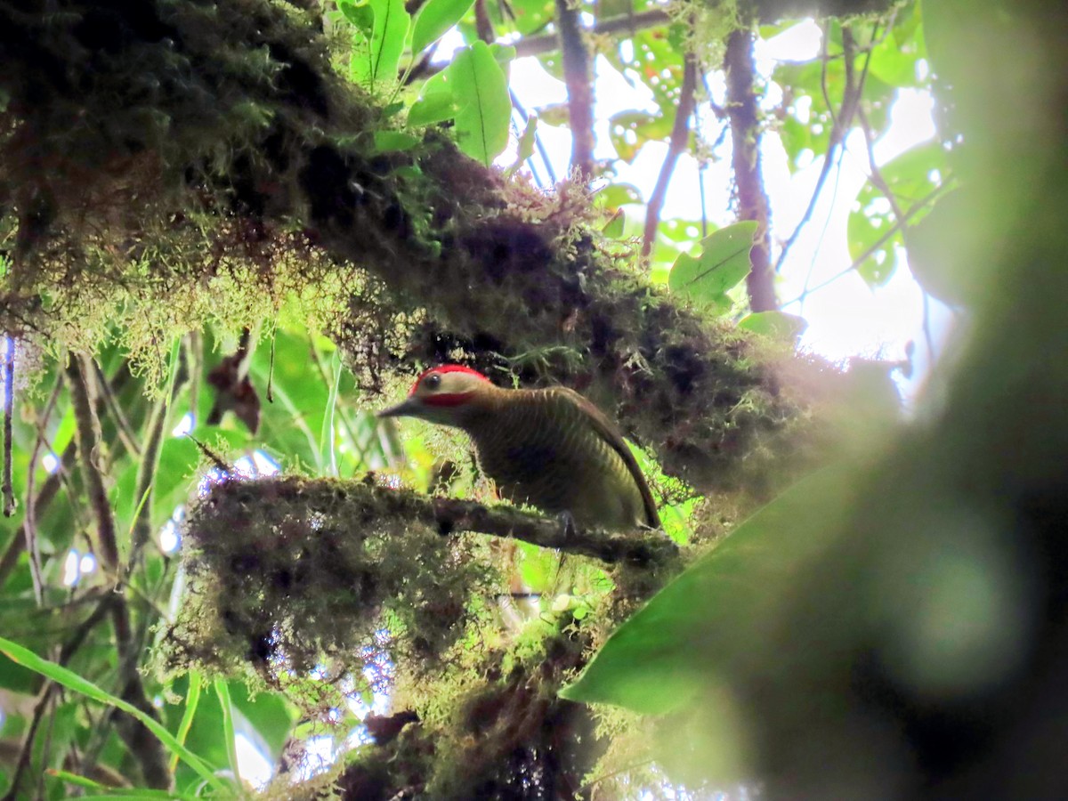 Golden-olive Woodpecker - ML647125963