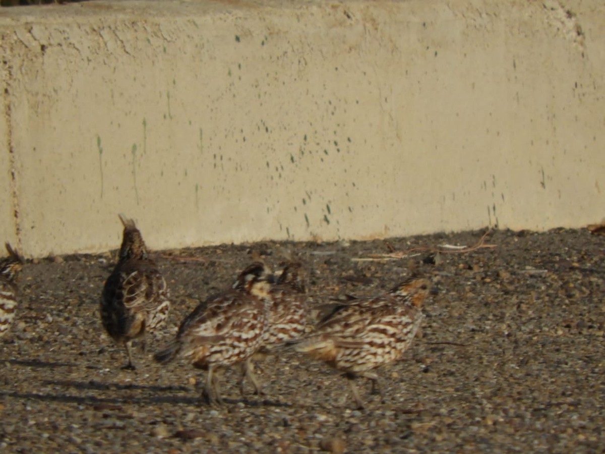 sørkrattvaktel - ML647125966