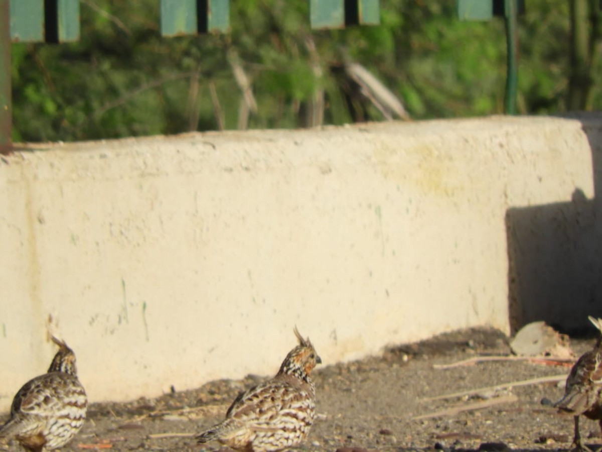 sørkrattvaktel - ML647125968