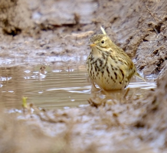 Щеврик лучний - ML647125972