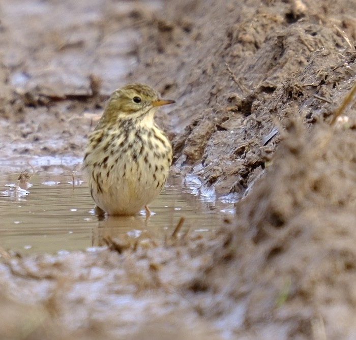 Щеврик лучний - ML647125973