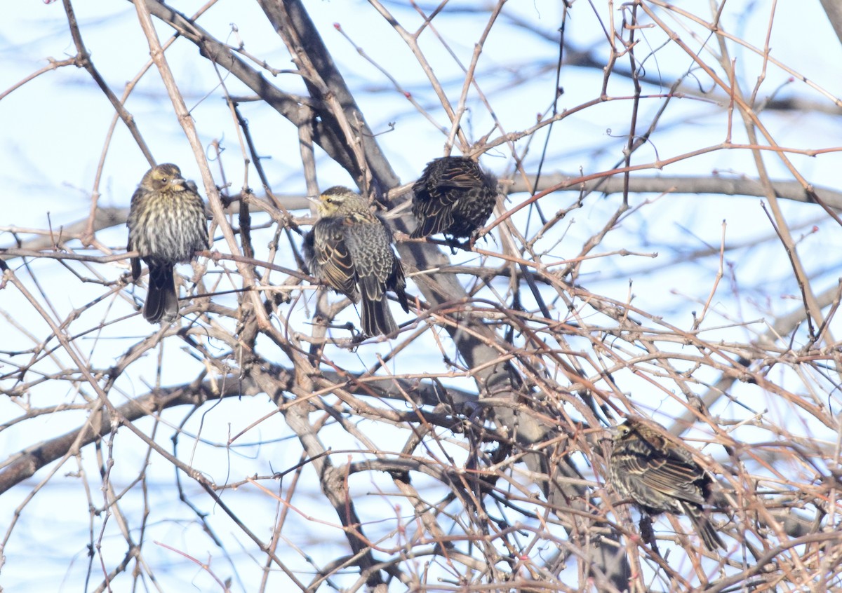 Red-winged Blackbird - ML647125974