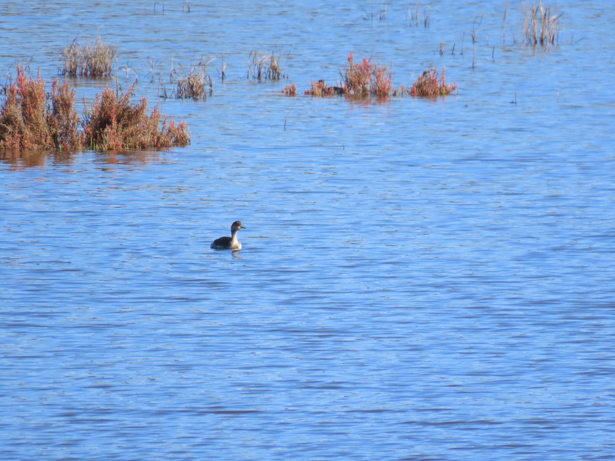 potápka černokrká - ML647125975