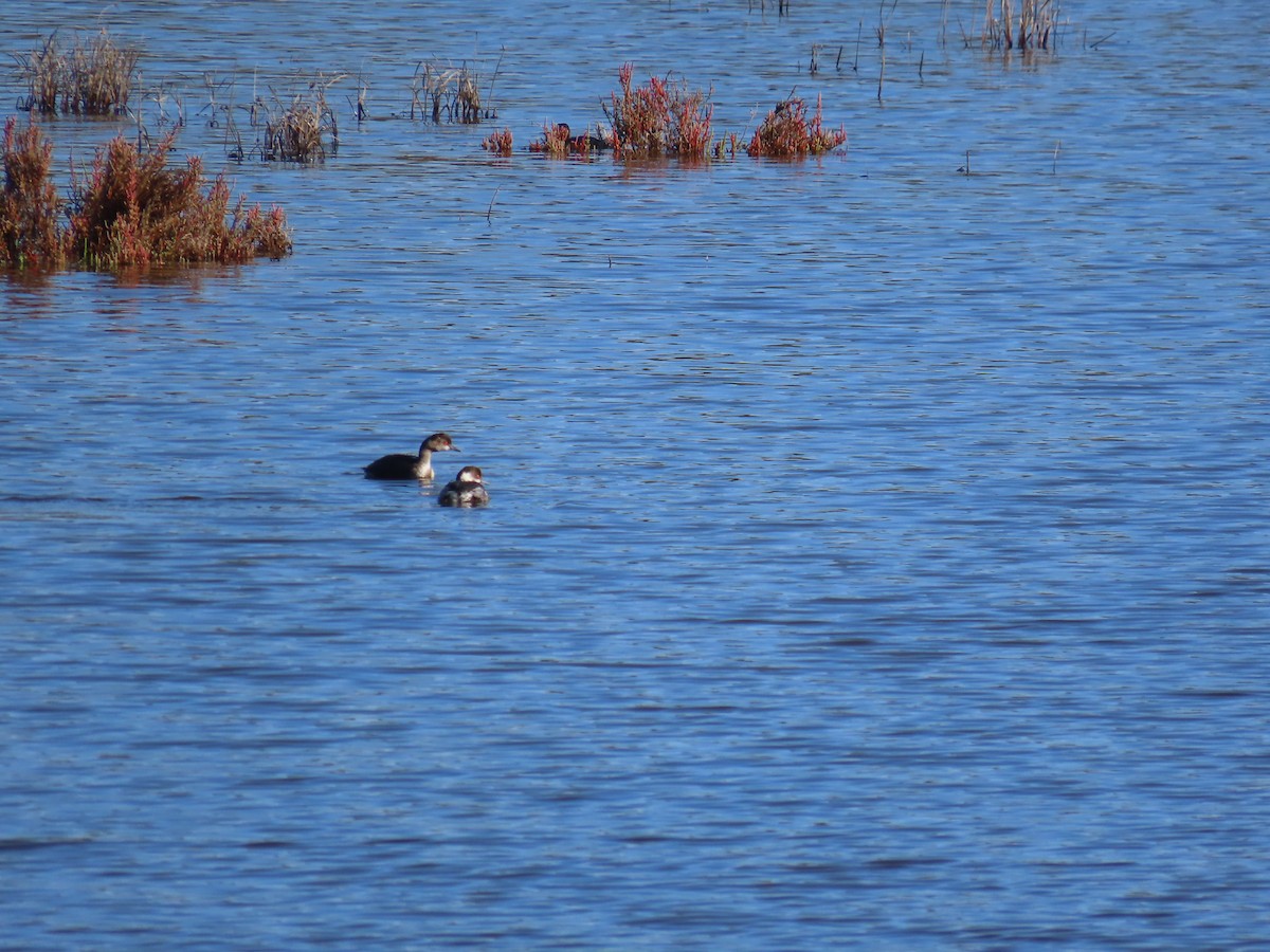 potápka černokrká - ML647125976