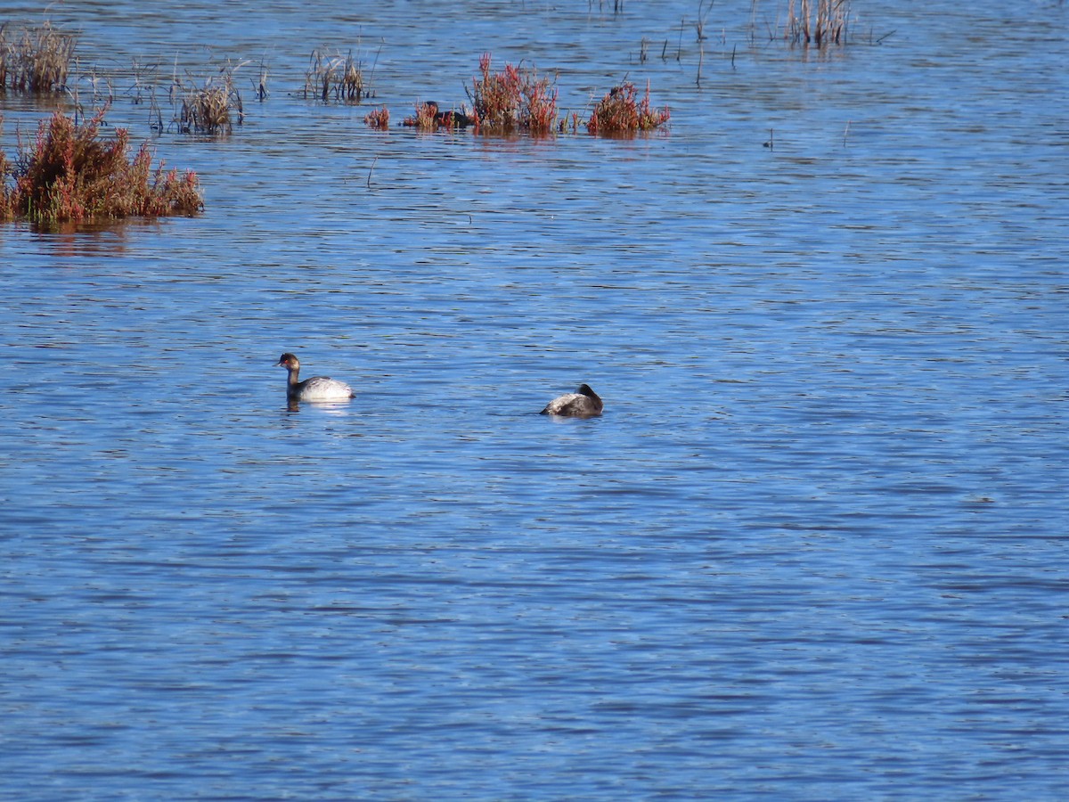 potápka černokrká - ML647125977