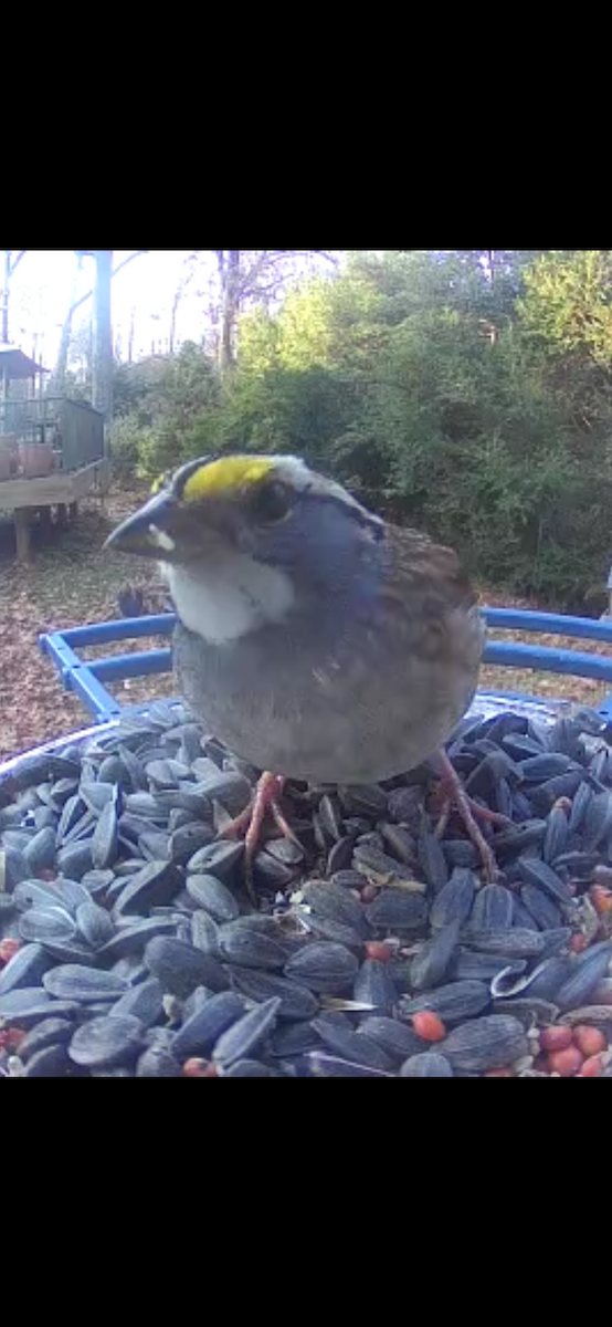 ノドジロシトド - ML647125979