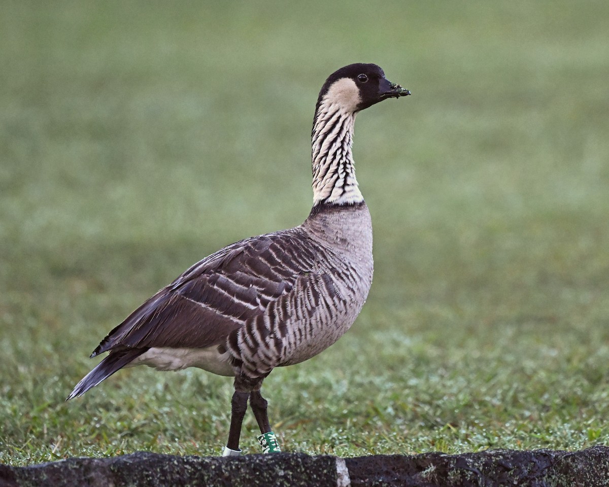 Hawaiian Goose - ML647125980