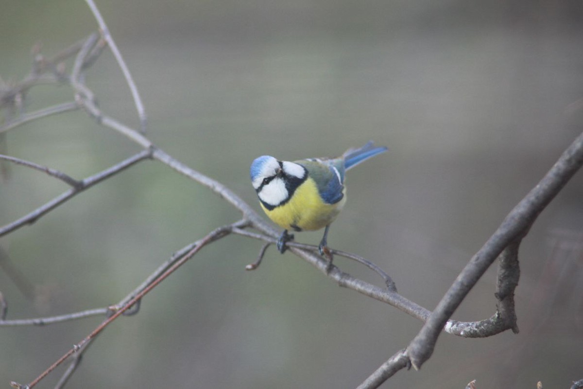 Blaumeise - ML647125993