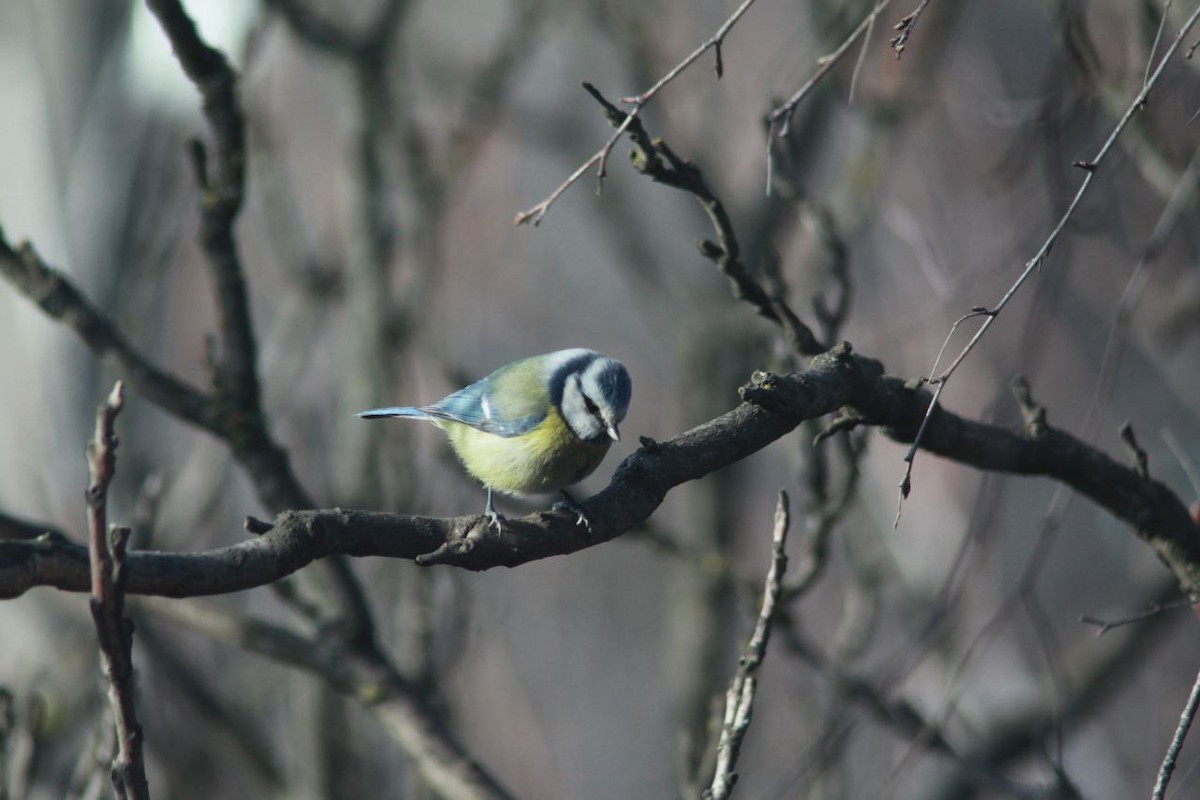 Blaumeise - ML647125994