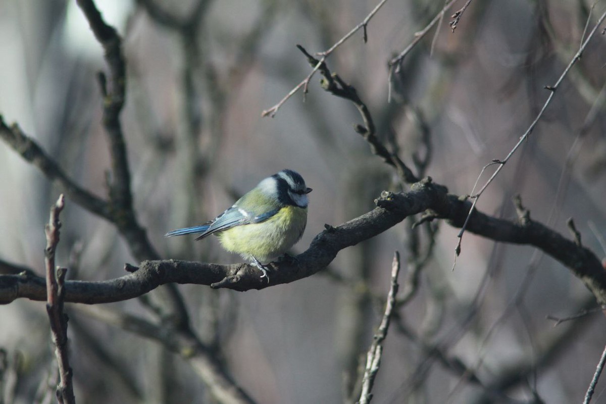 Blaumeise - ML647125995