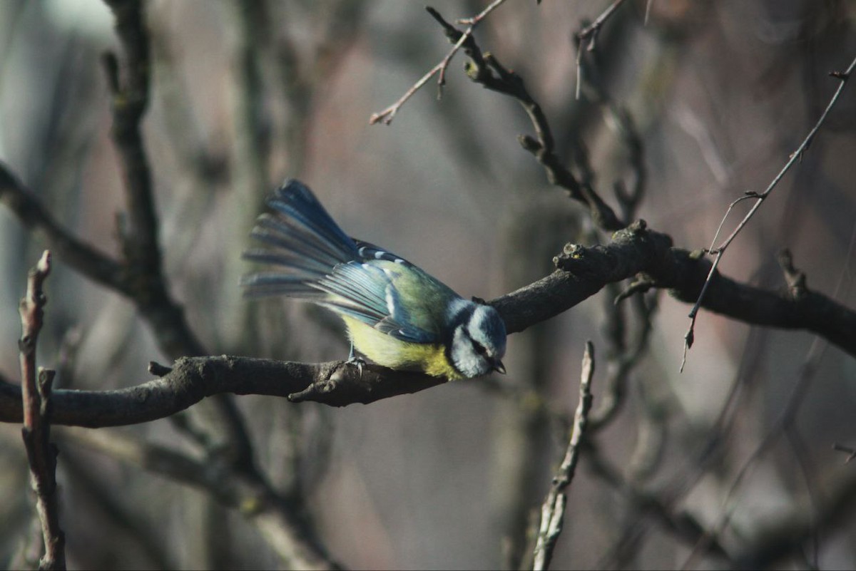 Blaumeise - ML647125996