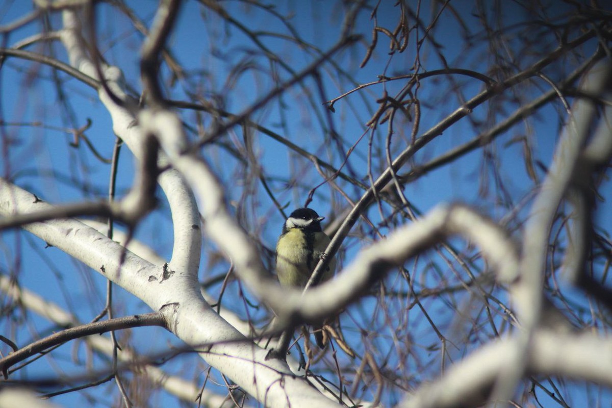 Kohlmeise - ML647125997