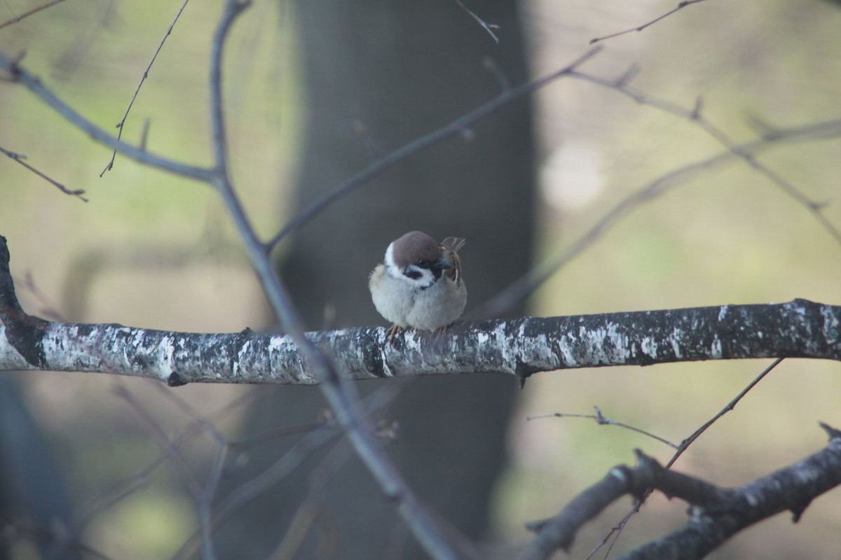 Feldsperling - ML647125998