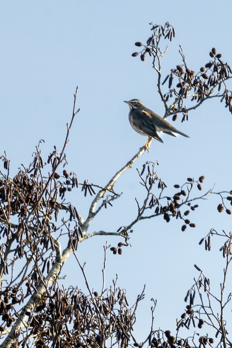 Redwing - ML647126026