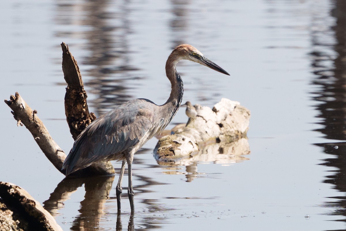 Goliath Heron - ML647126028