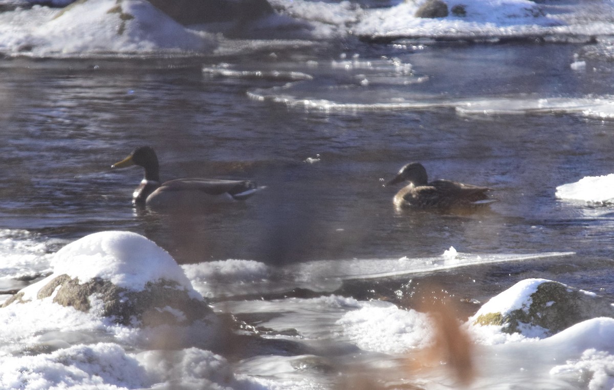 Mallard - ML647126037