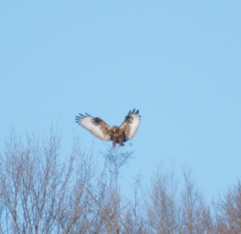 Kızıl Şahin - ML647126041