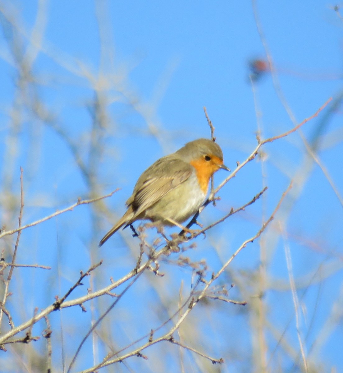 European Robin - ML647126046