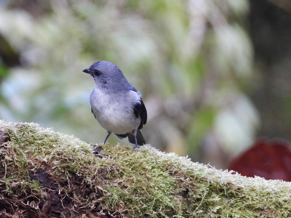 gråtanagar - ML647126047