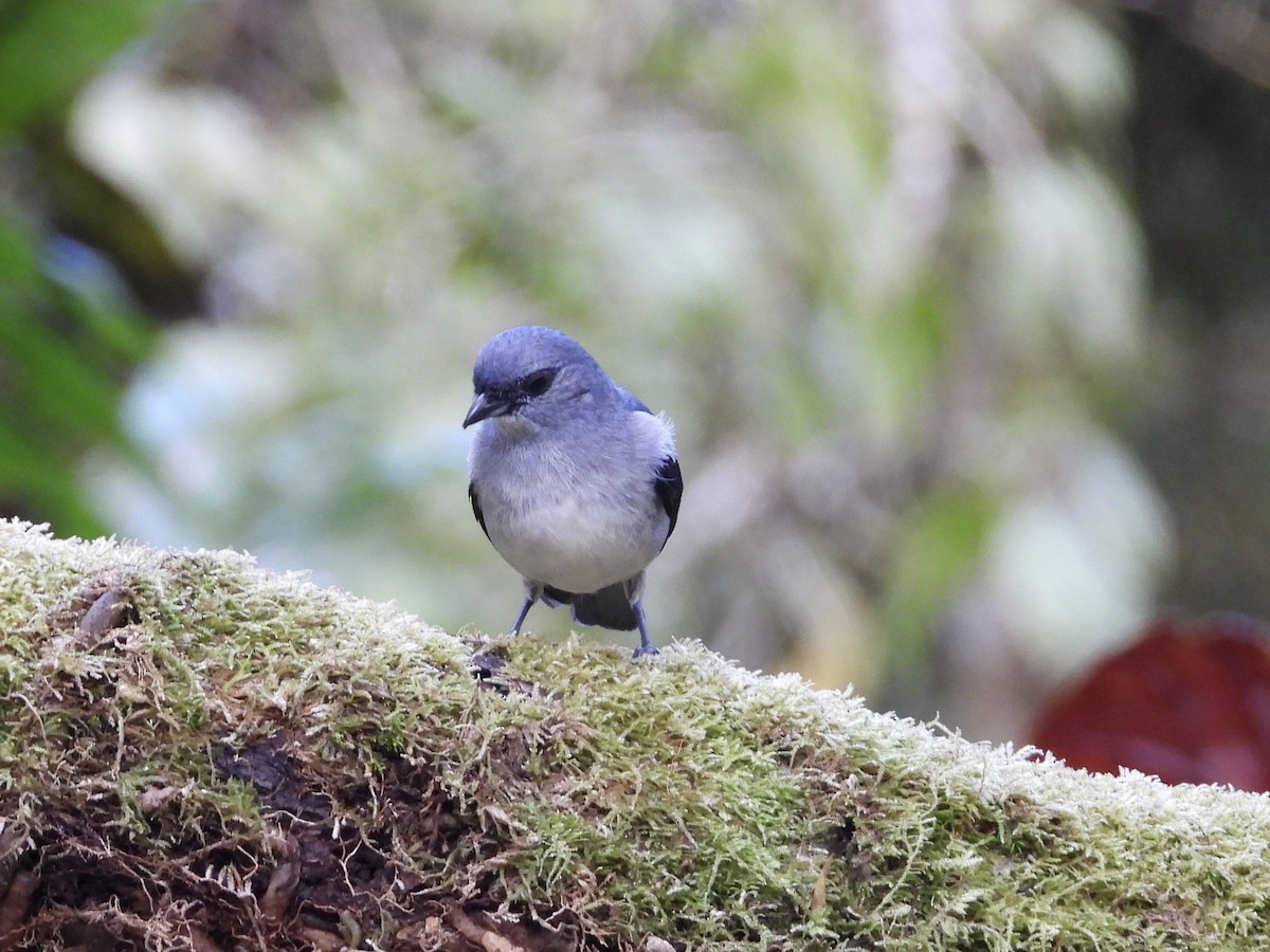 gråtanagar - ML647126048