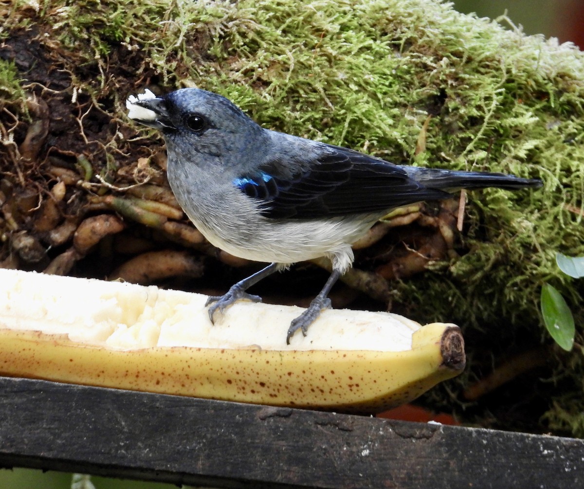 gråtanagar - ML647126049