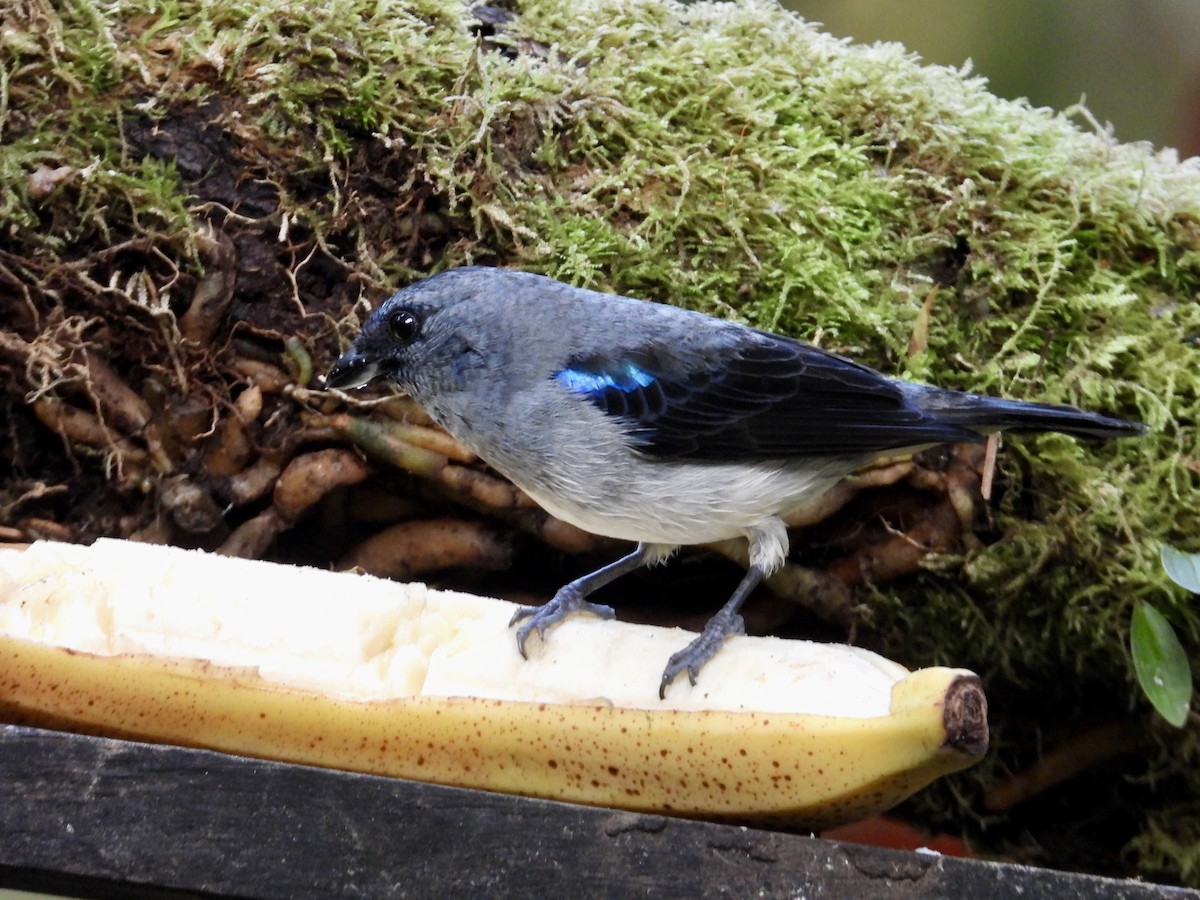 gråtanagar - ML647126050