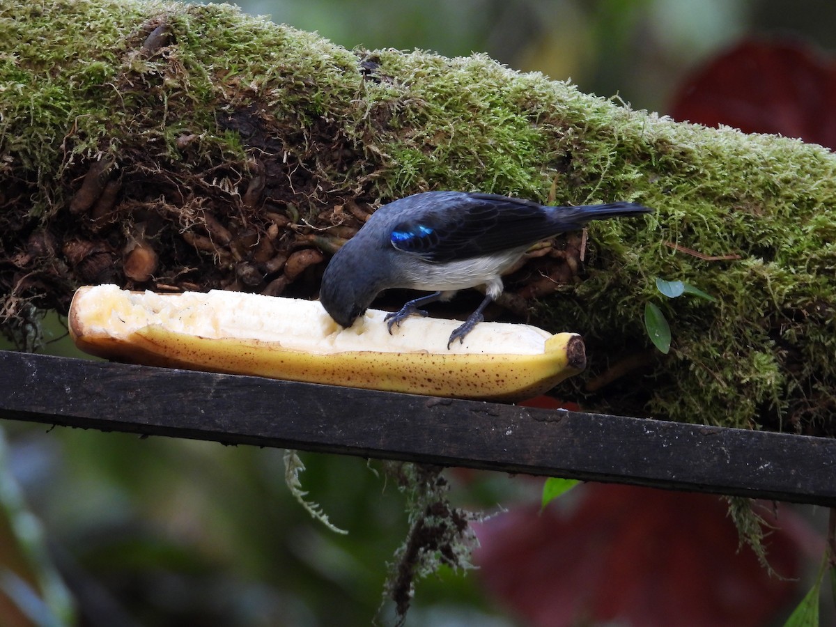 gråtanagar - ML647126051