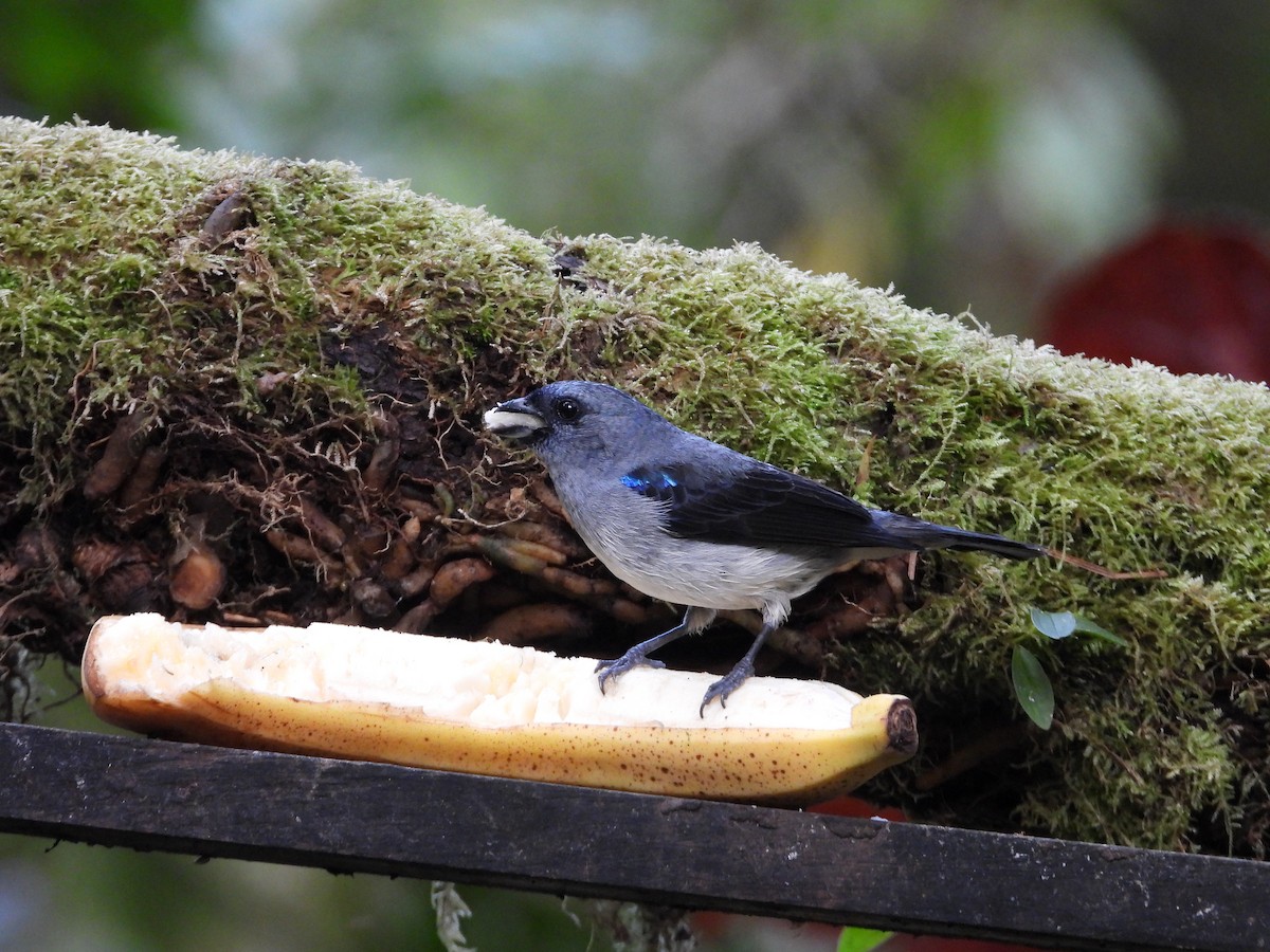 gråtanagar - ML647126052