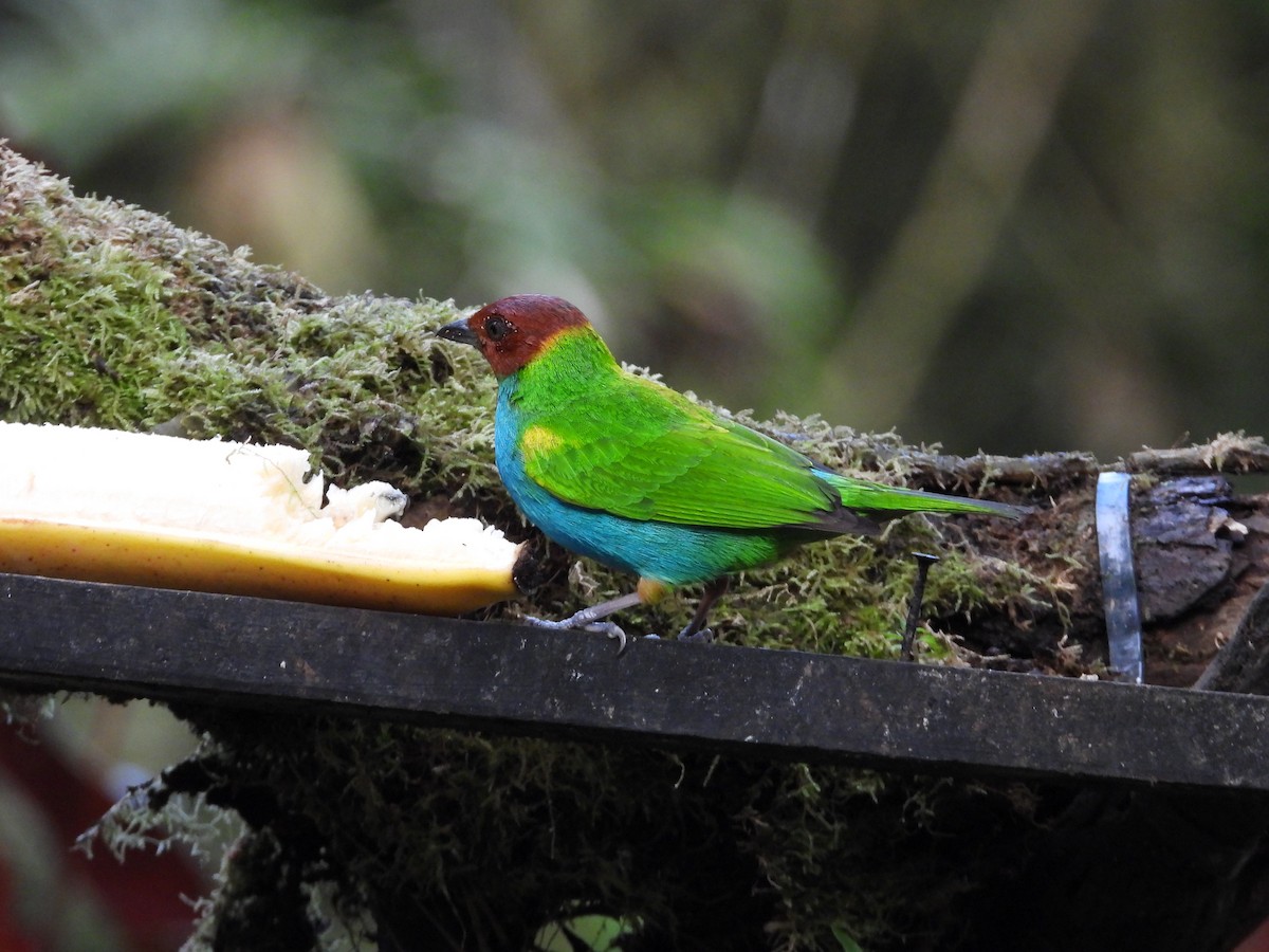 Bay-headed Tanager - ML647126056