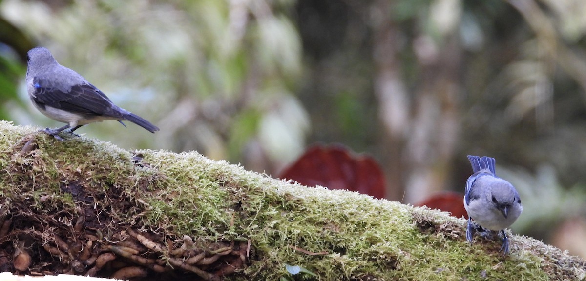 gråtanagar - ML647126057