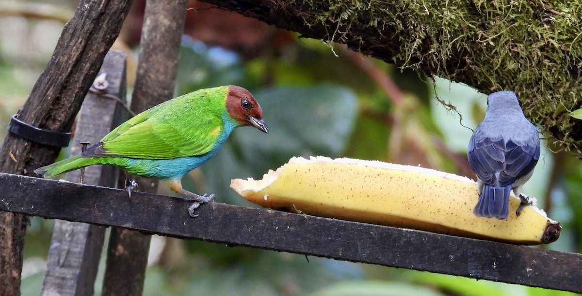 Bay-headed Tanager - ML647126060