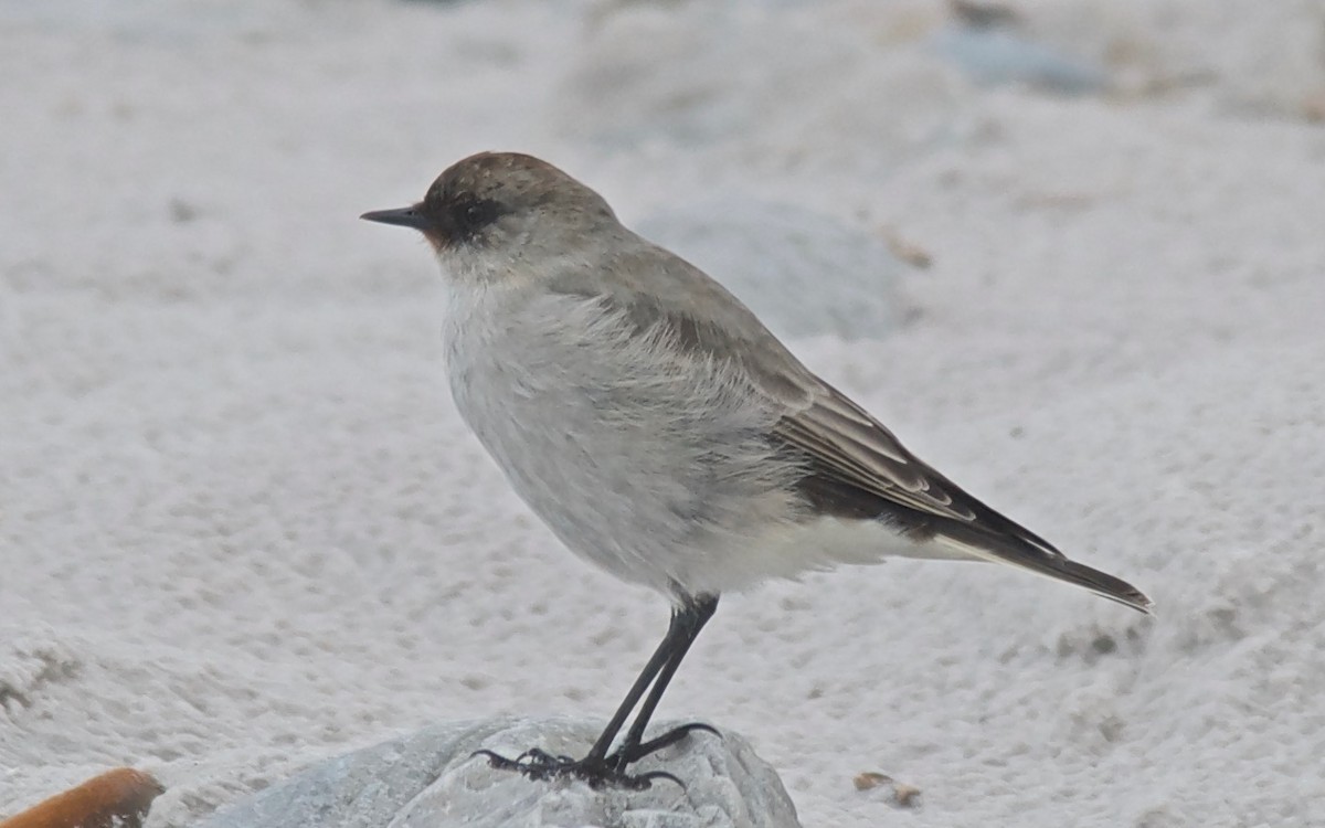 Dark-faced Ground-Tyrant - ML647126071