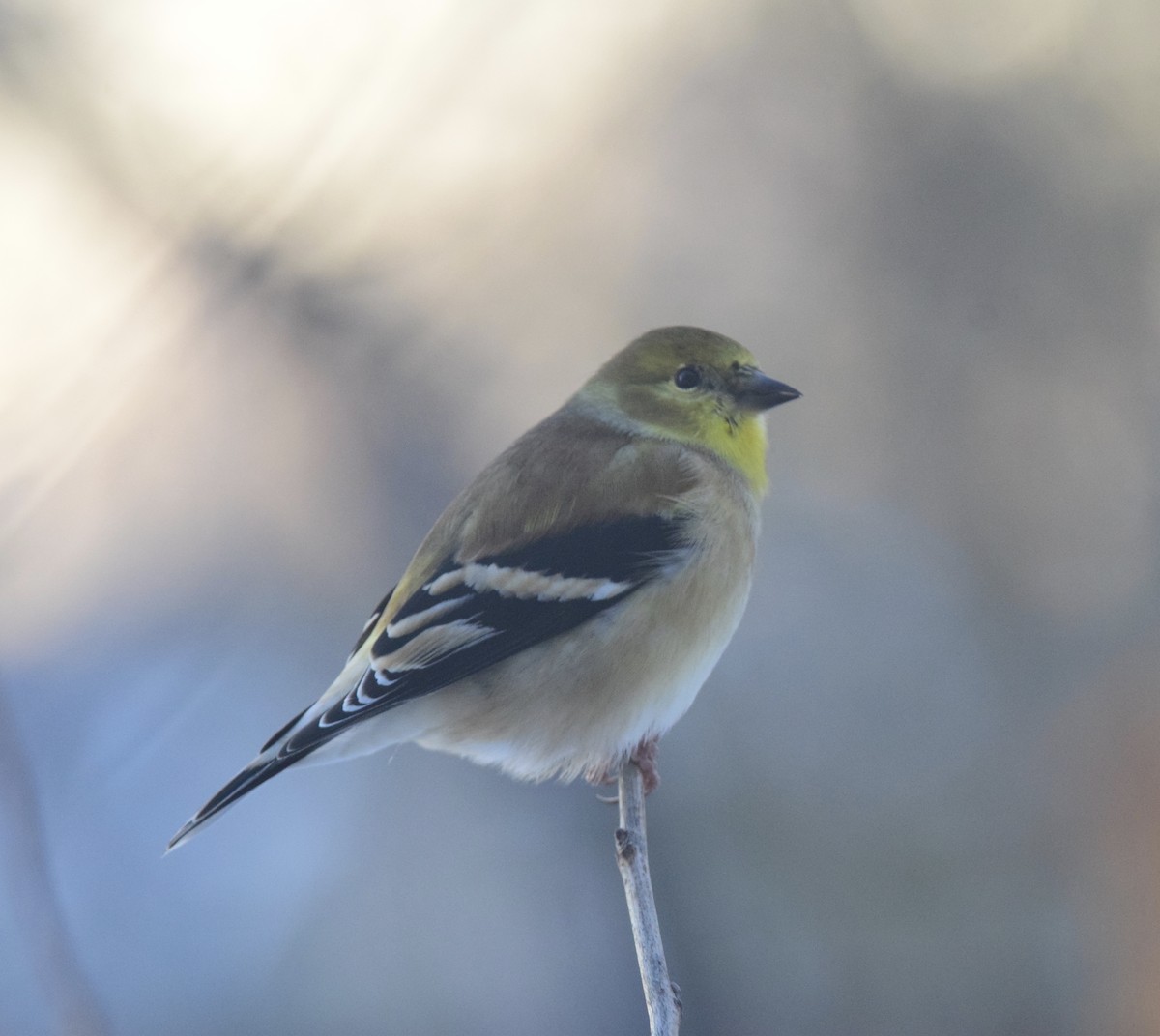 American Goldfinch - ML647126076