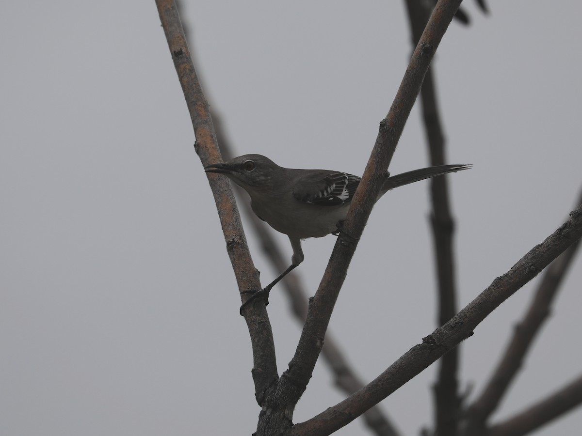 חקיינית צפונית - ML647126078