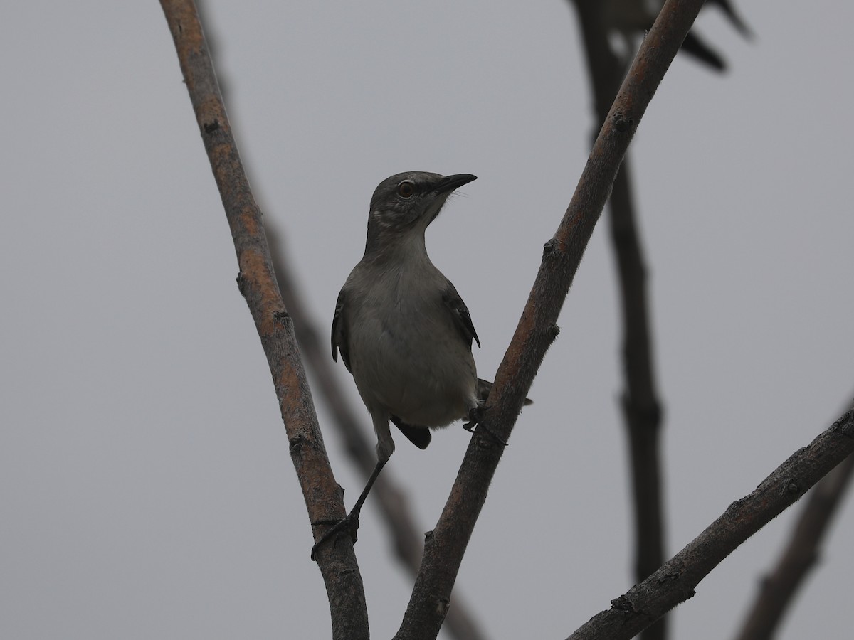 חקיינית צפונית - ML647126079