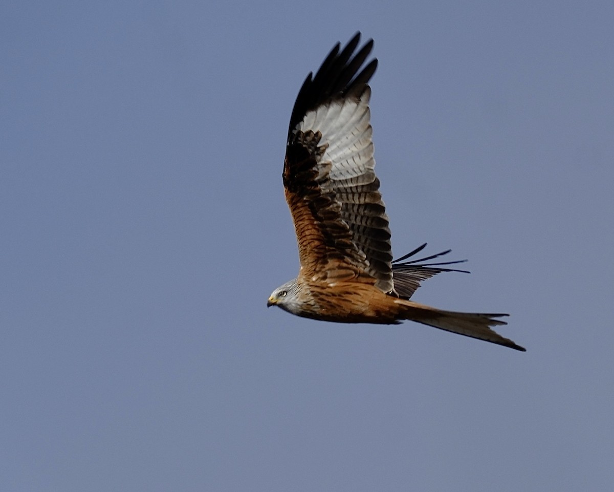 アカトビ - ML647126081