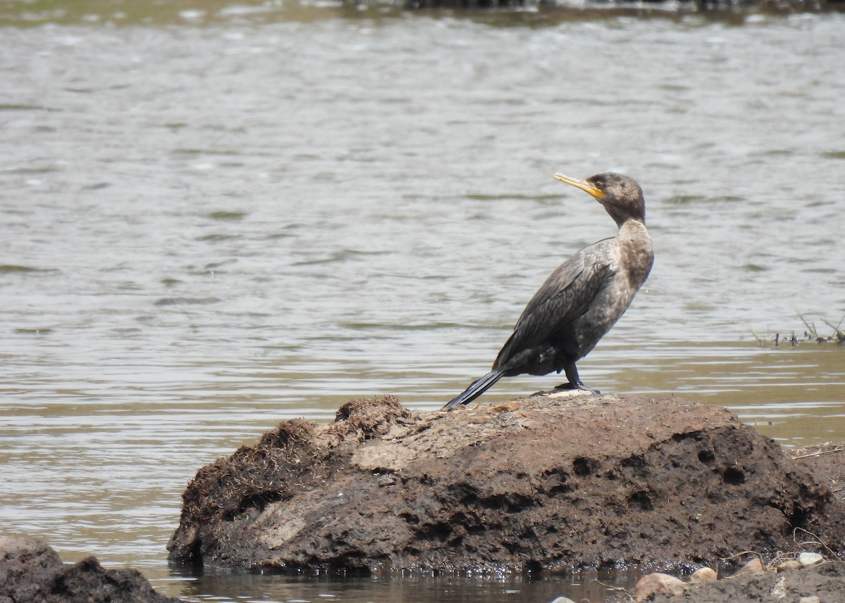 Neotropic Cormorant - ML647126082