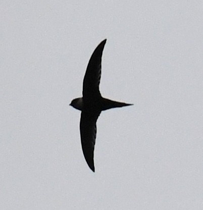 Lesser Swallow-tailed Swift - ML647126084