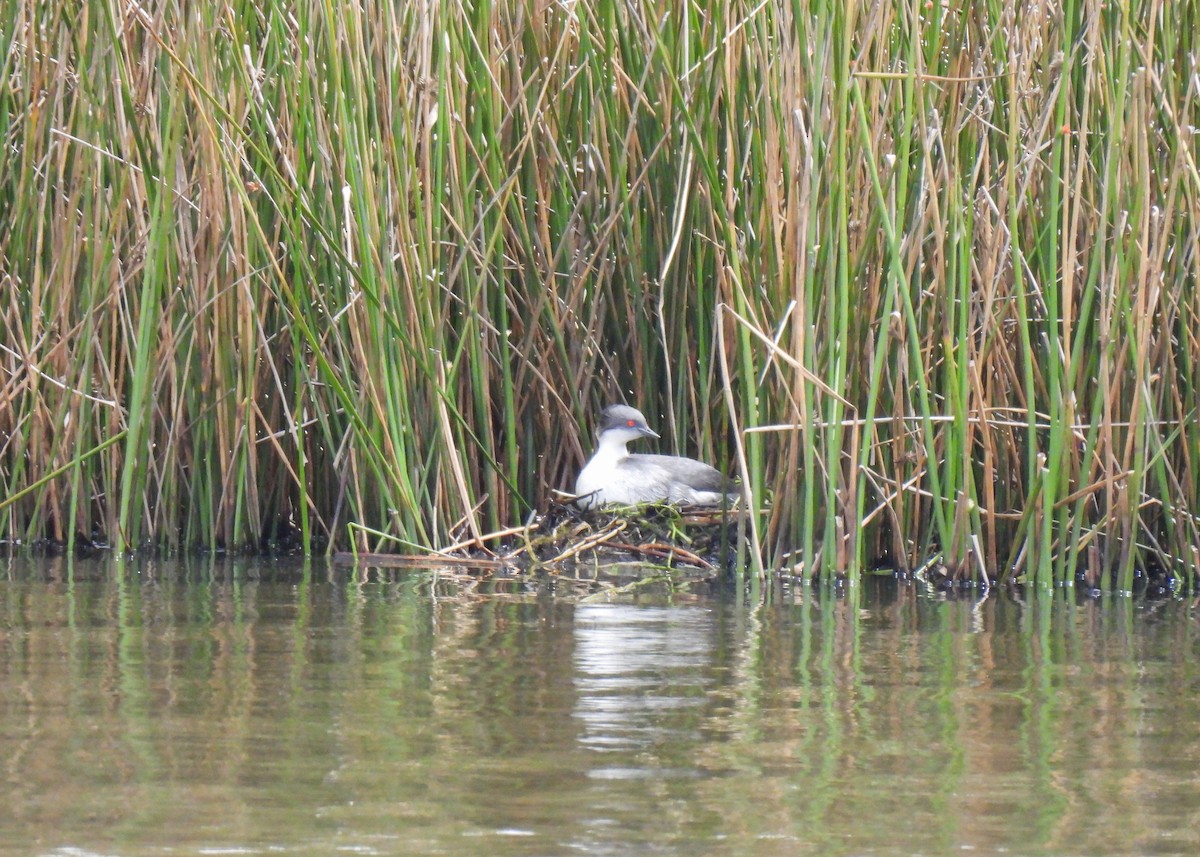 Silvery Grebe (Andean) - ML647126087
