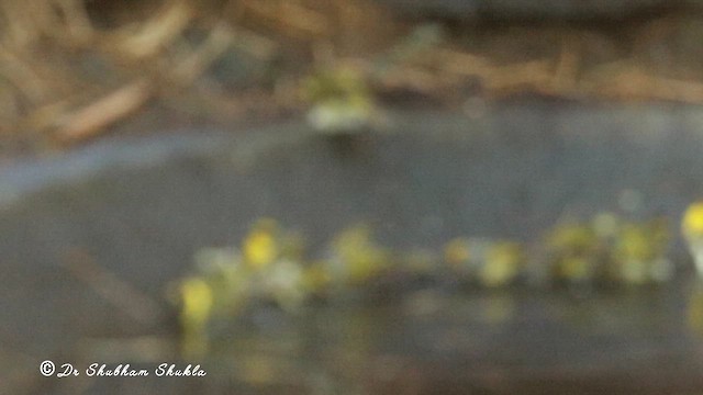 Чернолицая комарница - ML647126102