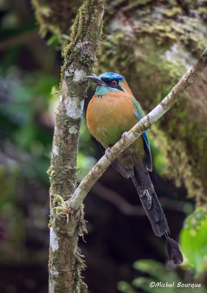 Lesson's Motmot - ML647126115