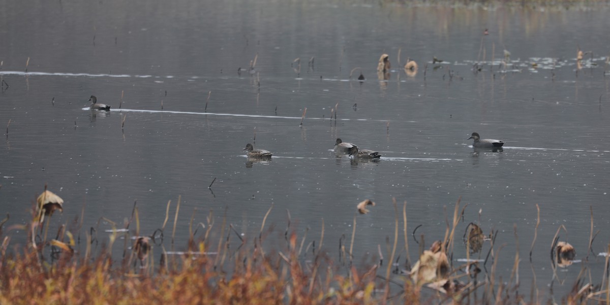 Серая утка - ML647126117