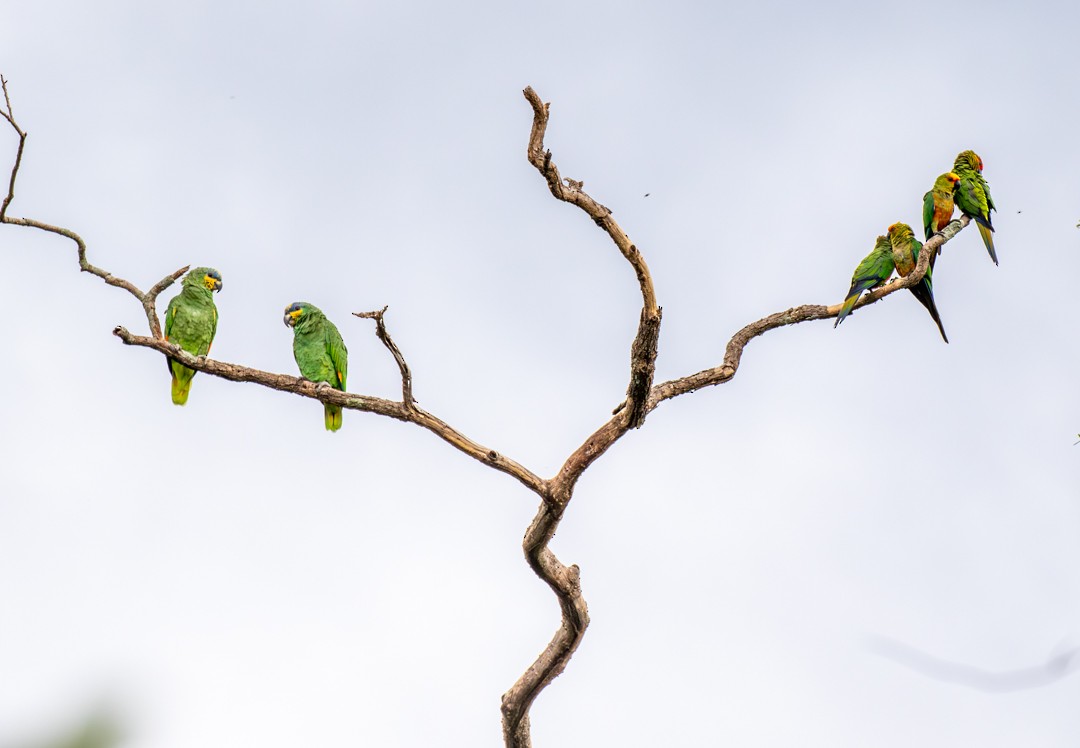 Orange-winged Amazon - ML647126129