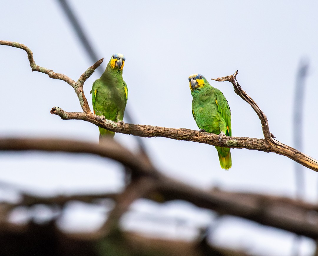 Orange-winged Amazon - ML647126130