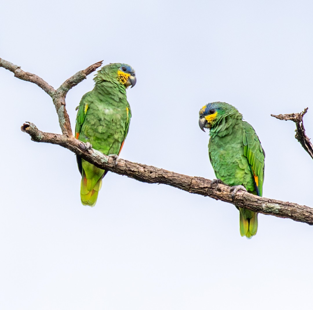 Orange-winged Amazon - ML647126131