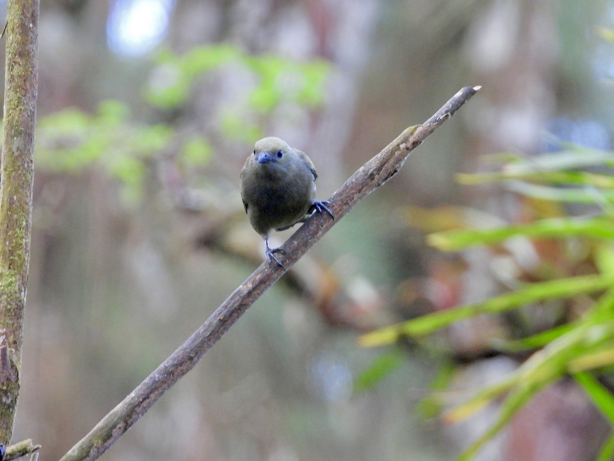 Palmentangare - ML647126132