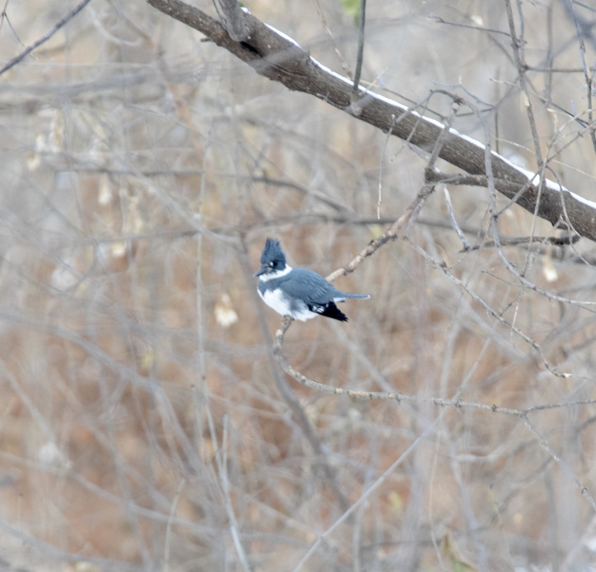 Belted Kingfisher - ML647126133